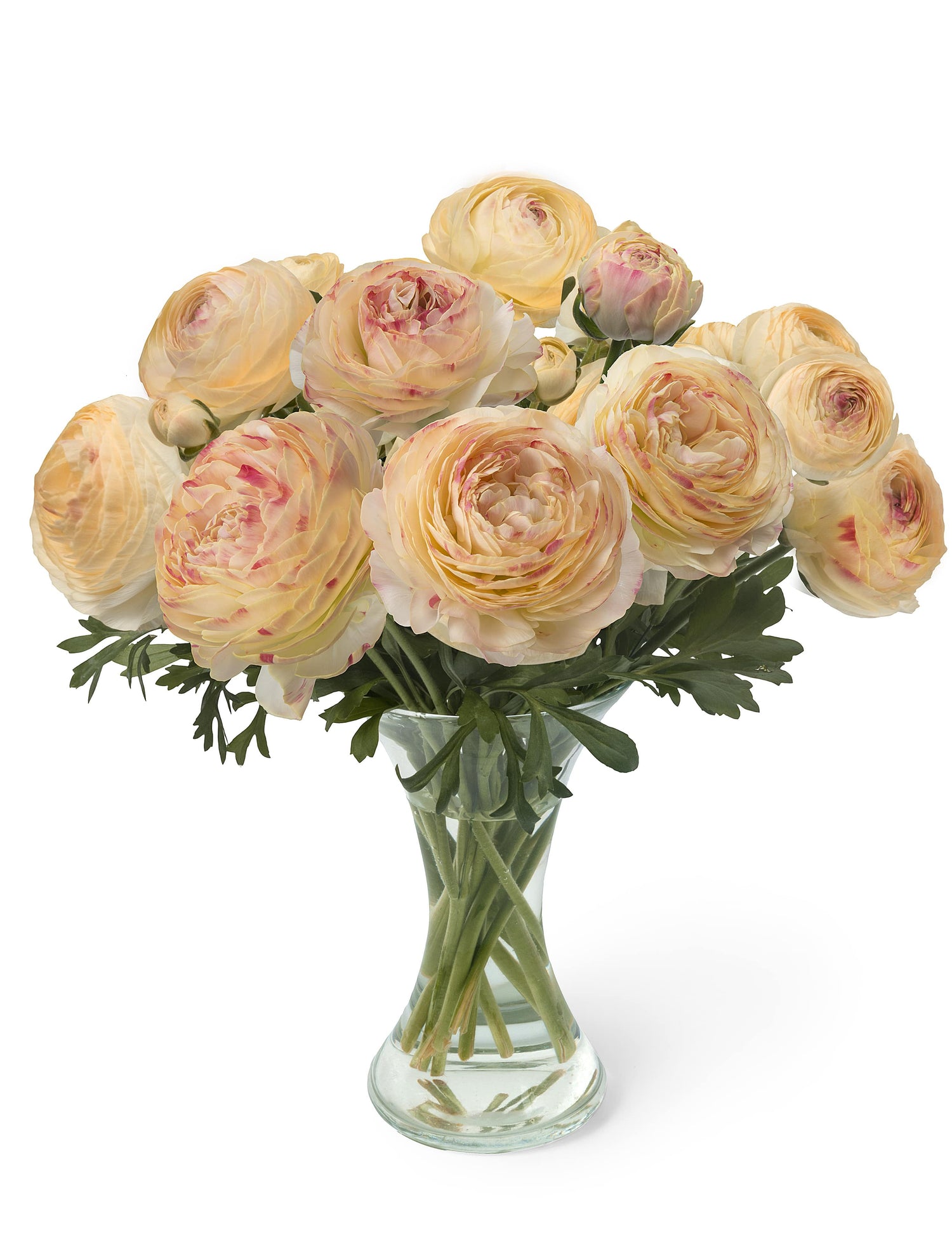 Ranunculus Romance Hydra