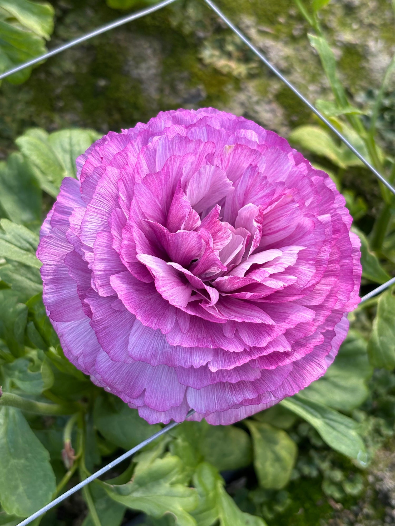 Ranunculus Romance Loubers