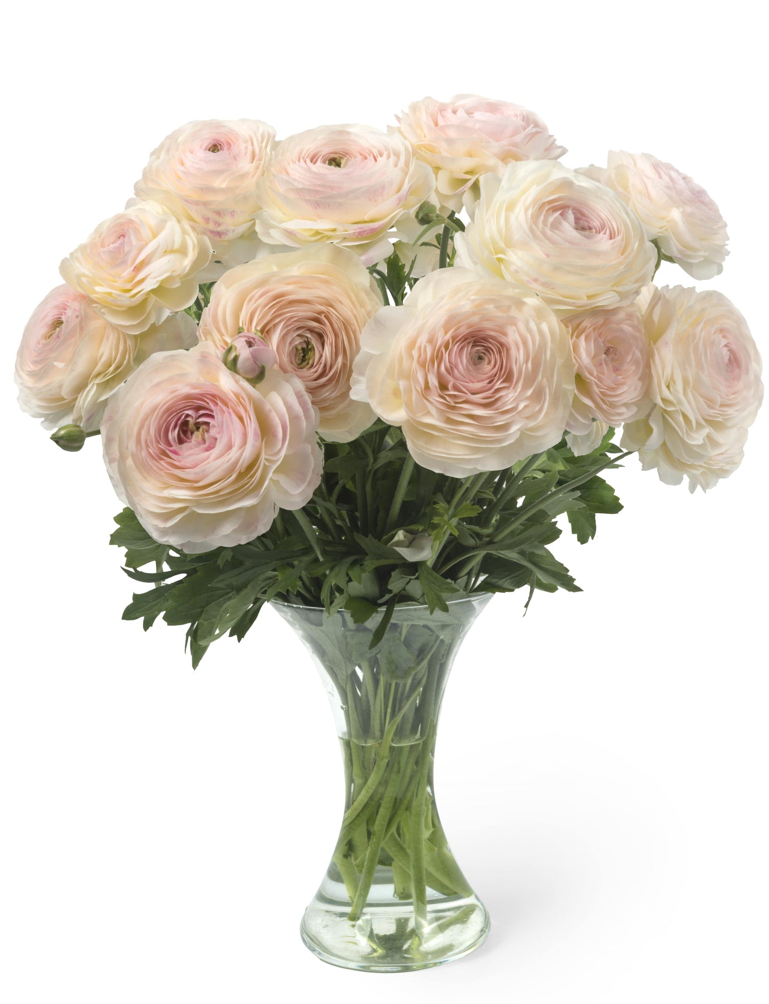 Ranunculus Romance Maritime