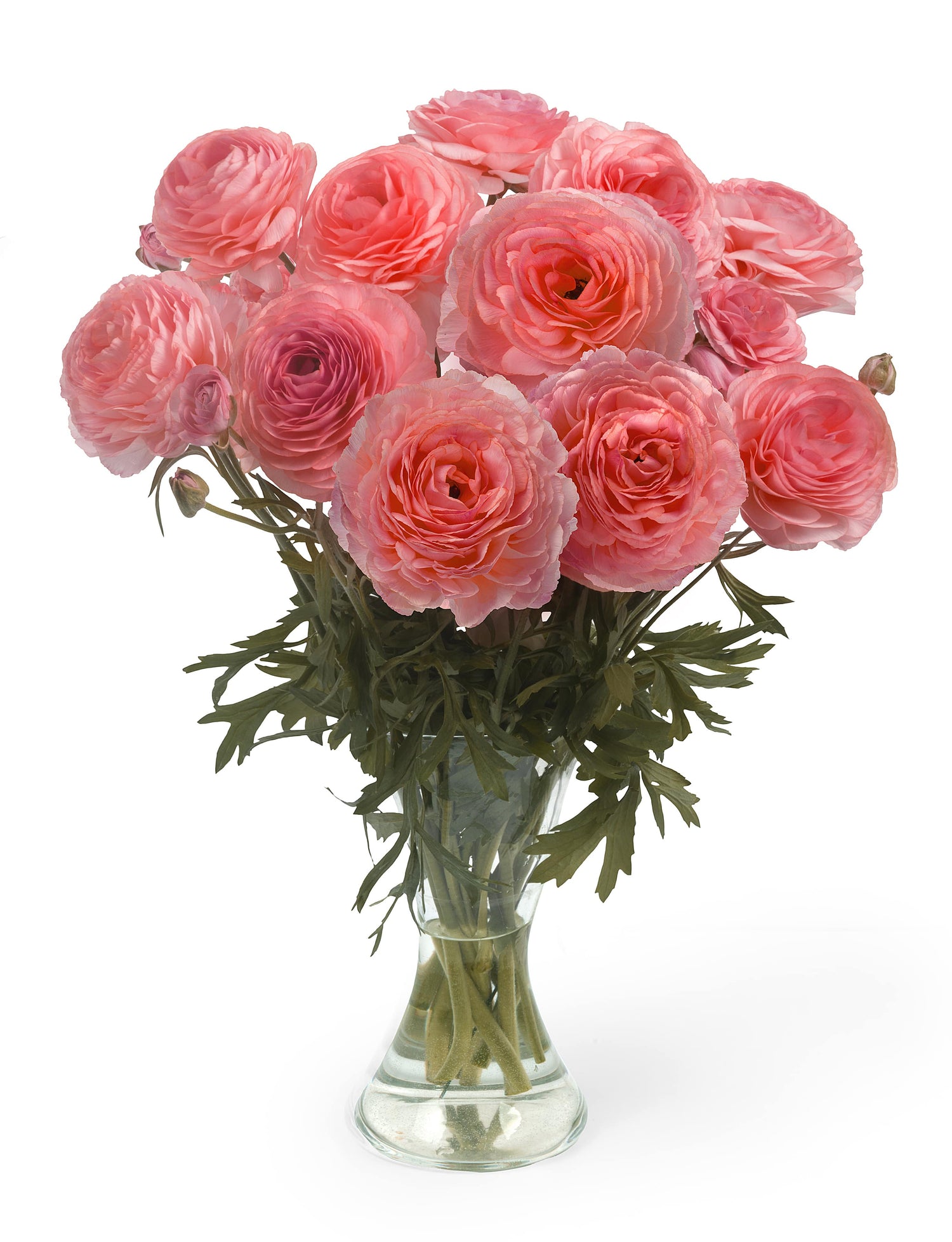 Ranunculus Romance Nohant