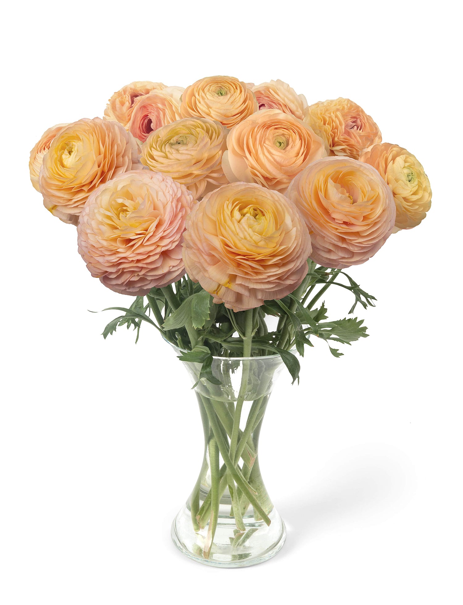 Ranunculus Romance Salerno