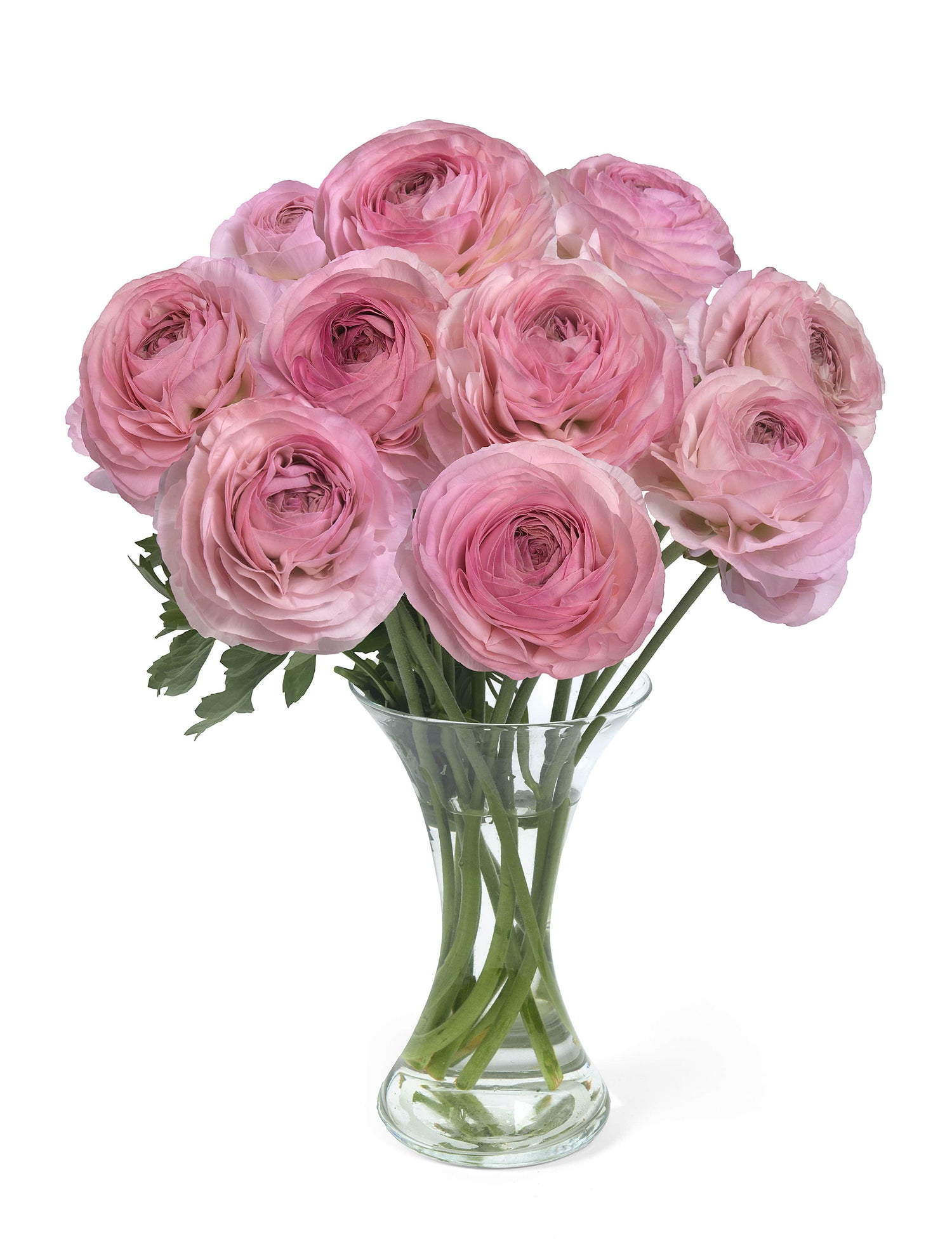 Ranunculus Romance Seine