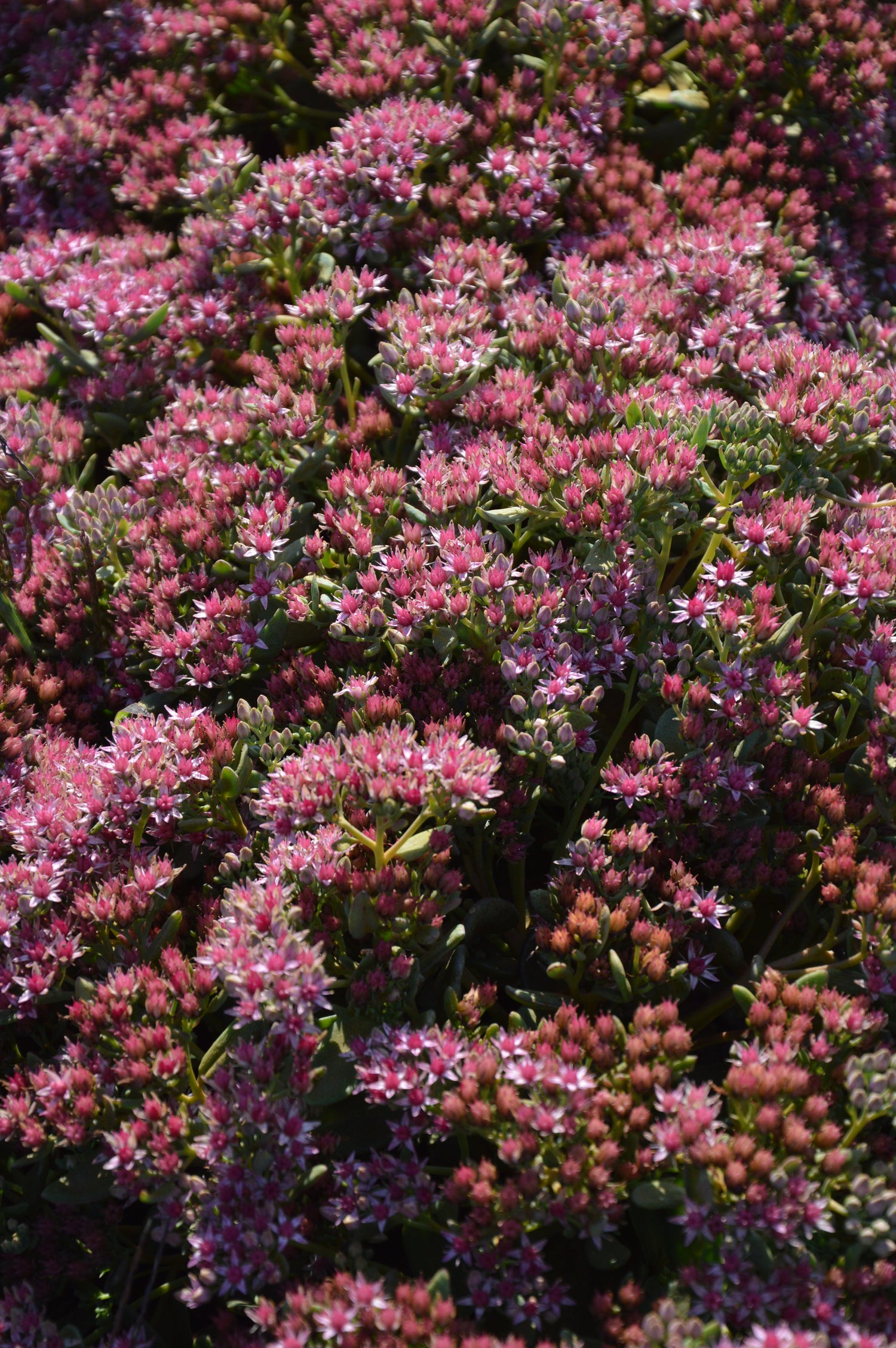 Sedum Abbeydore