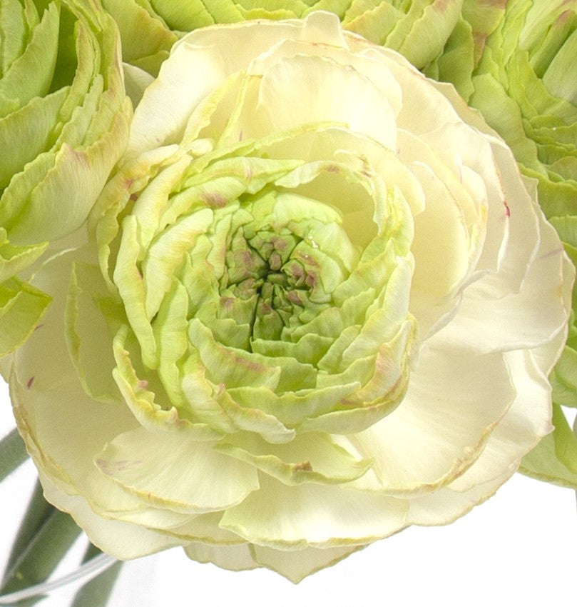 Ranunculus Supreme Light Green
