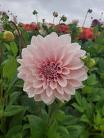 dahlia cafe au lait pale pink