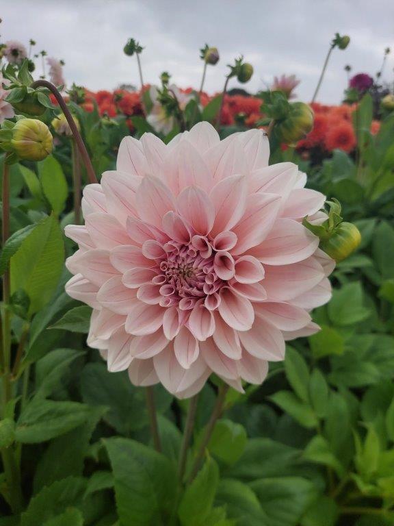 dahlia cafe au lait pale pink