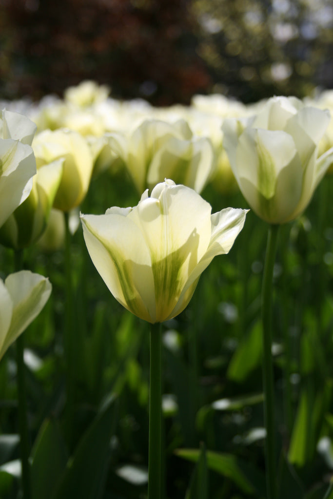 Tulipa Spring Green