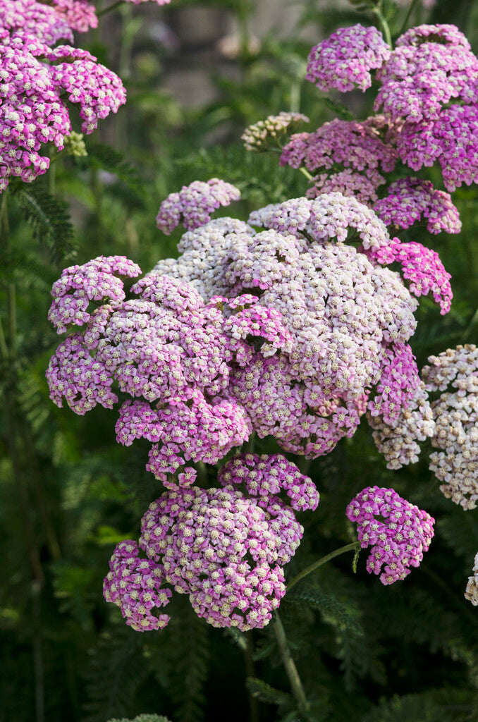 Achillea Apfelblüte XL