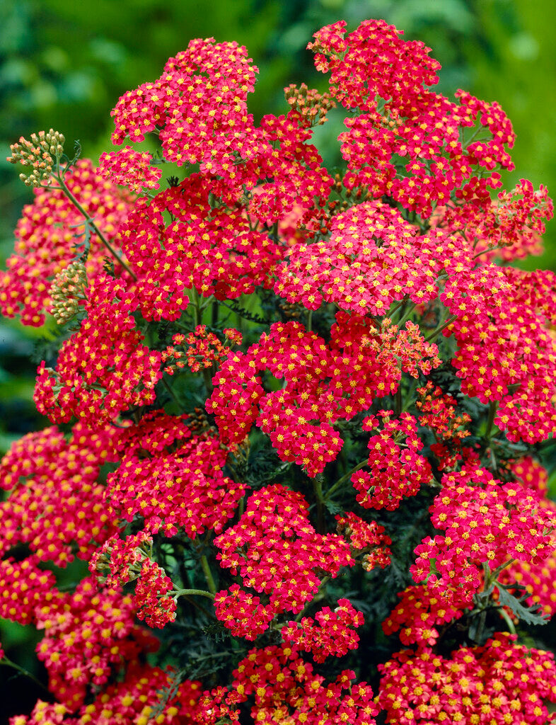 Achillea Paprika