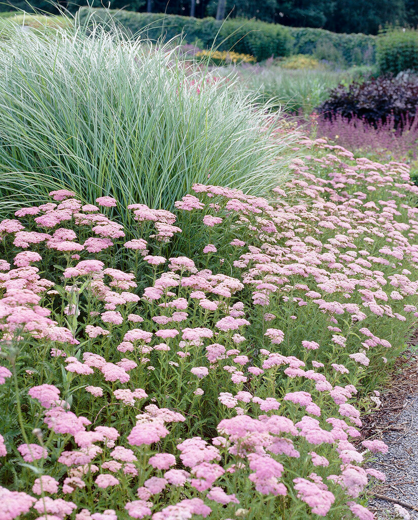 Achillea Roze