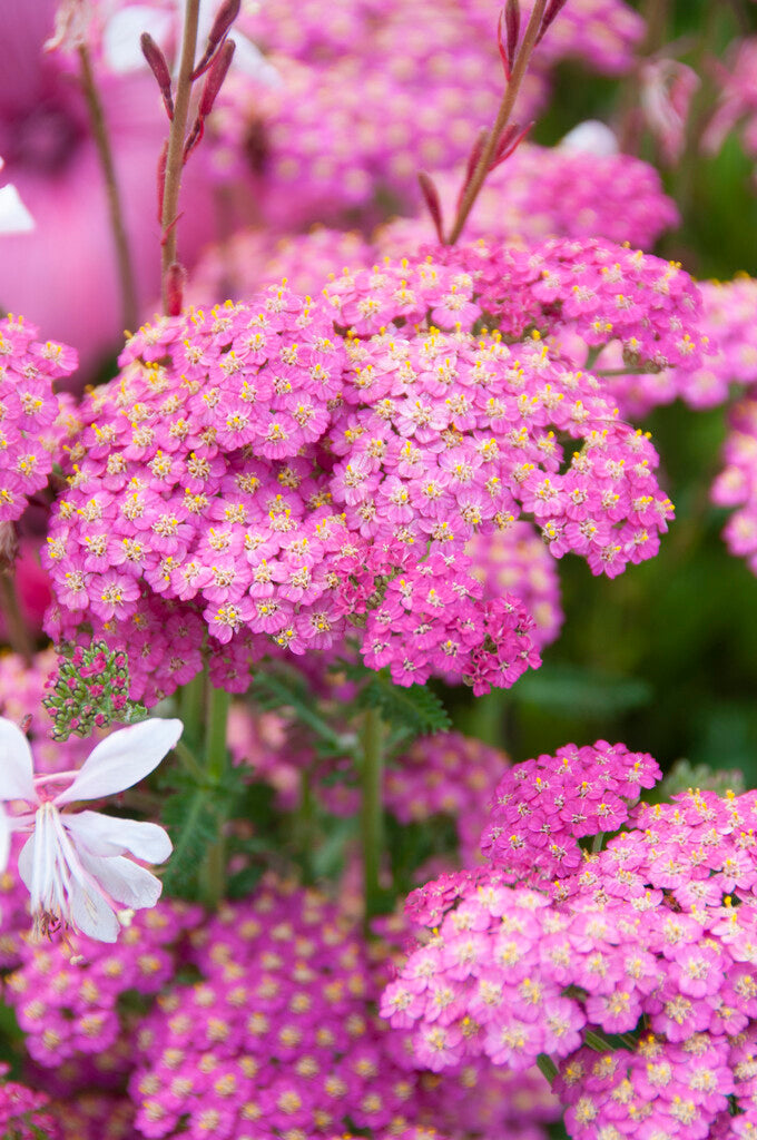 Achillea Pretty Belinda 