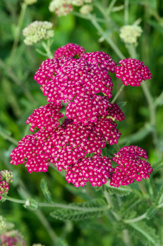 Achillea Summerwine