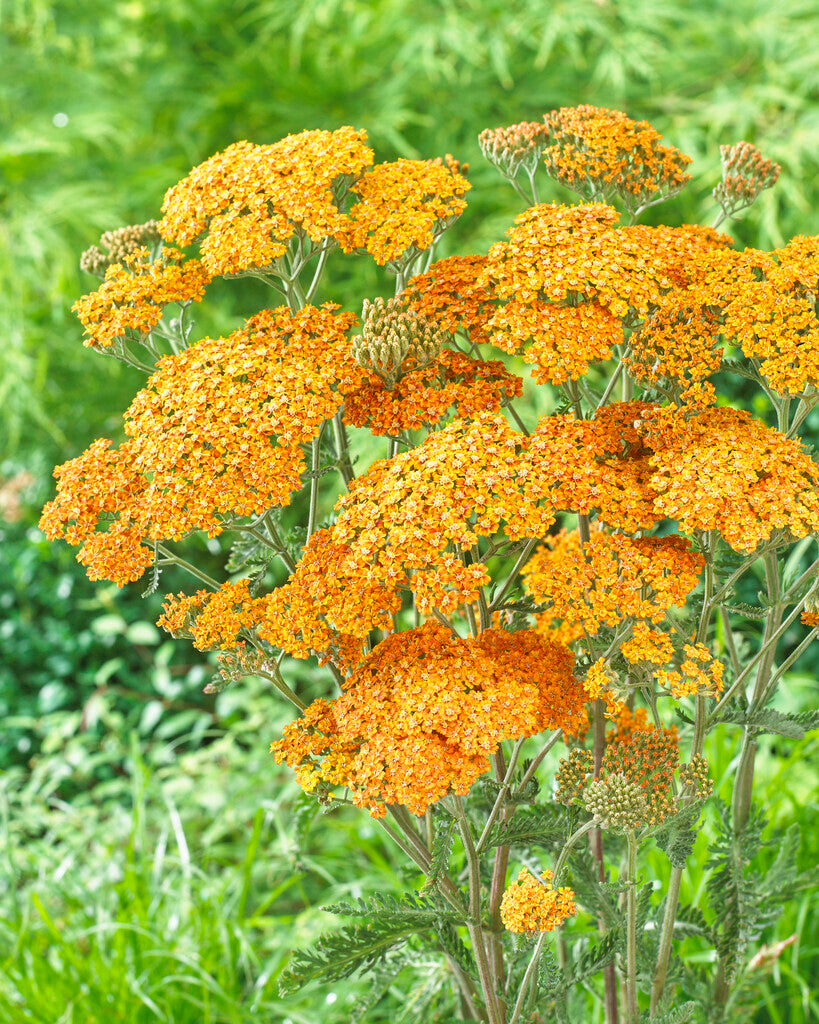 Achillea Terracotta XL