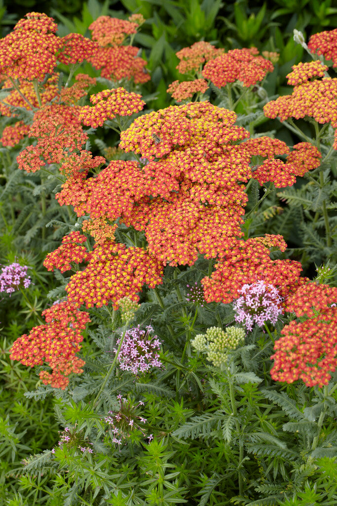 Achillea Walther Funcke XL