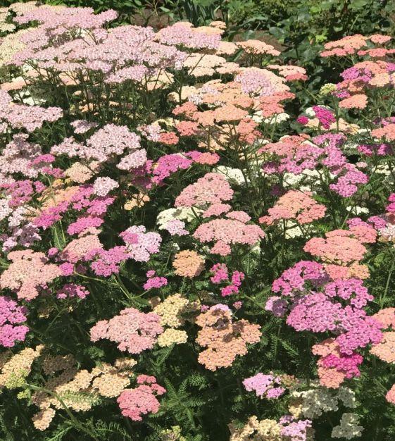 Achillea Sommerpastell XL
