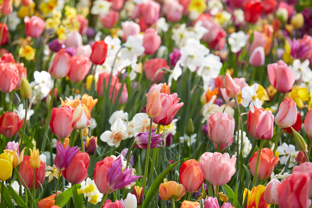 Blumenzwiebel-Überraschungspaket 125 Stück