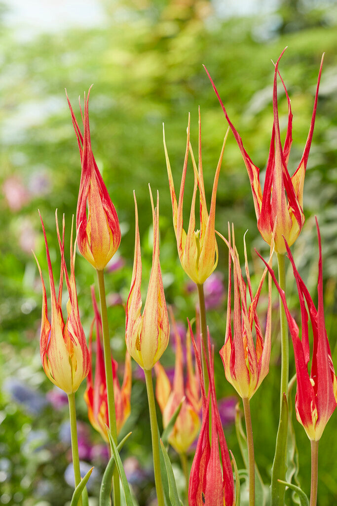 Tulipa Acuminata