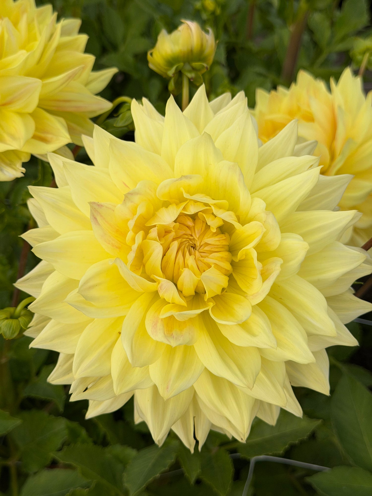 Dahlia Advance US