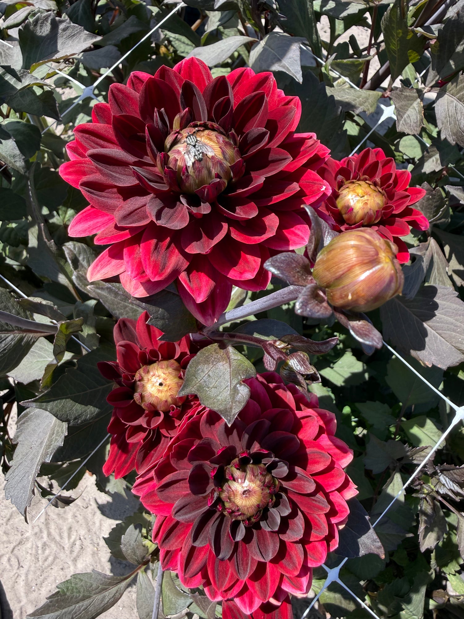 Dahlia After Dusk