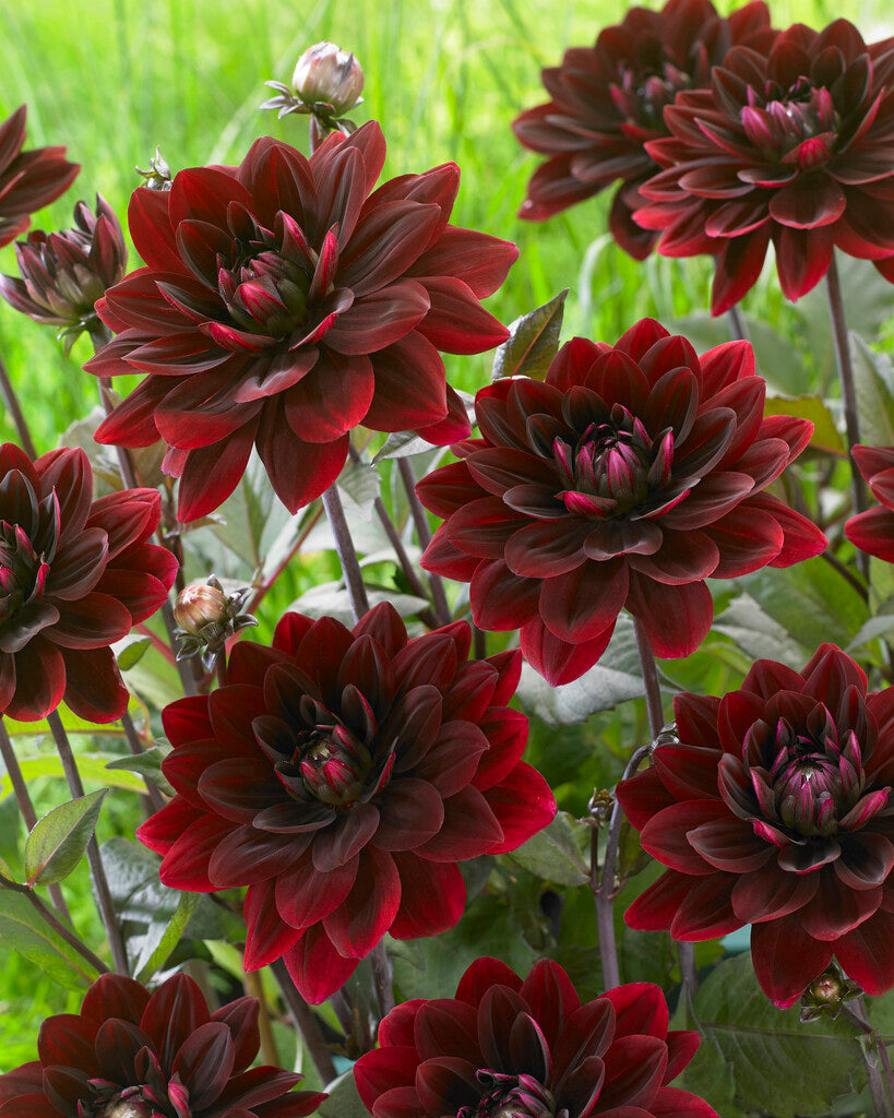 Dahlia After Dusk