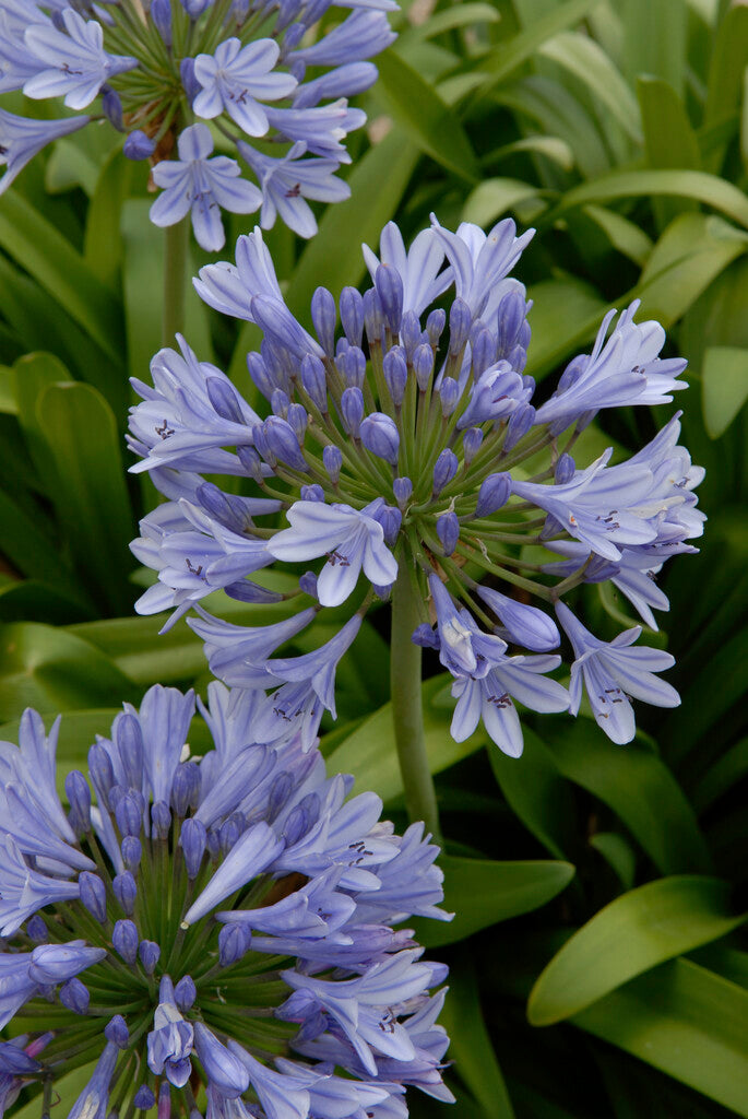 Agapanthus africanus