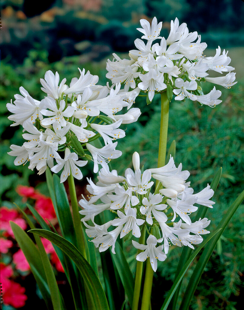 Agapanthus africanus 'Albus'