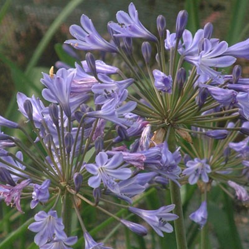 Agapanthus Sunfield 3/5