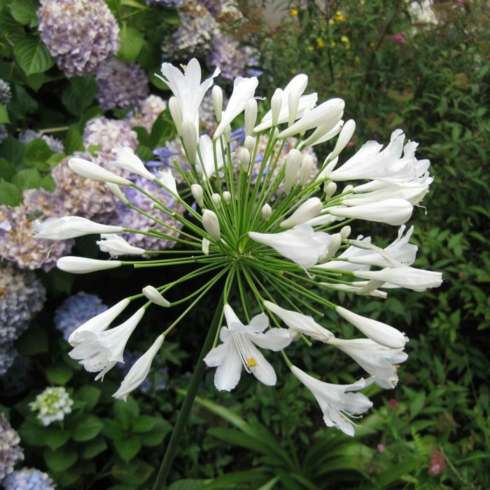 Agapanthus White 3/5