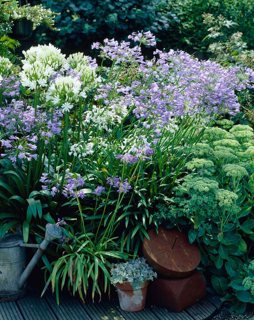 Agapanthus Mix 3/5