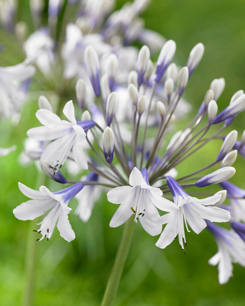 Agapanthus Twister