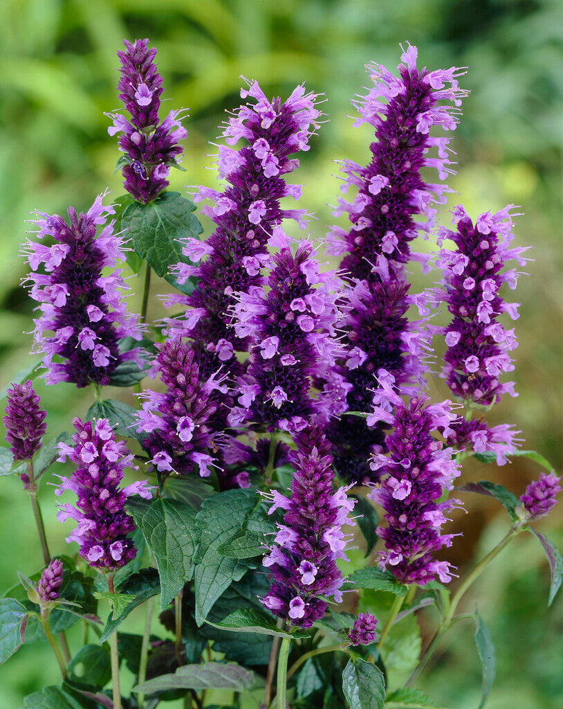 Agastache Black Adder