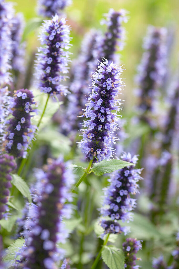 Agastache Blue Fortune