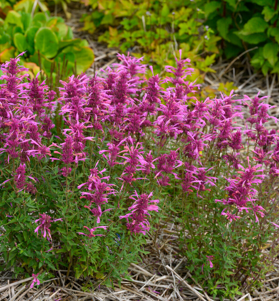 Agastache Rosie Posie