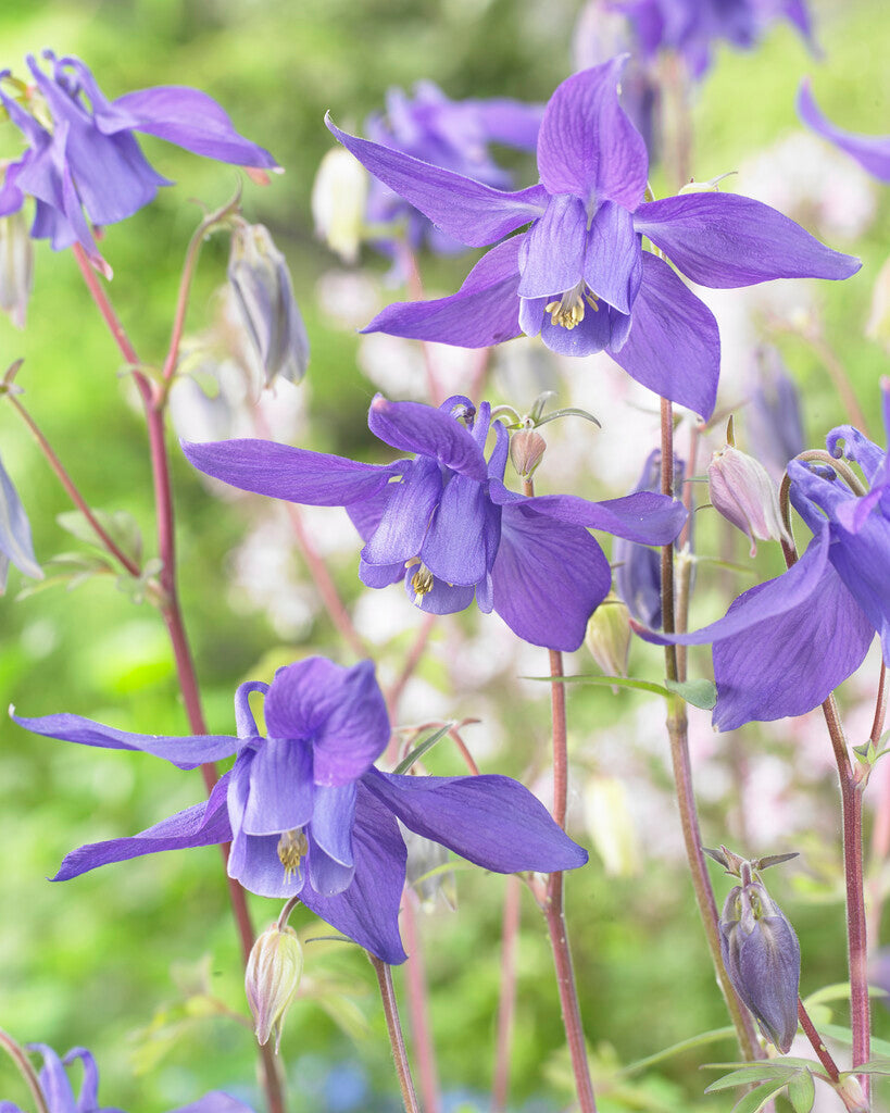 Aquilegia Alpina