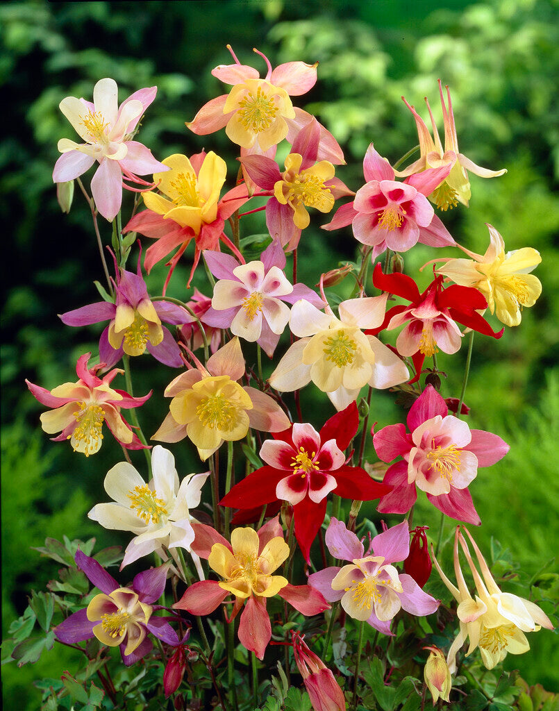 Aquilegia Mc Kana Hybrids