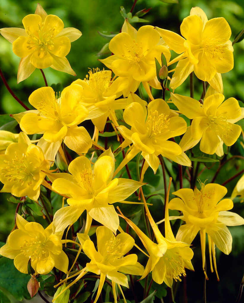 Aquilegia Chrysantha Yellow Queen