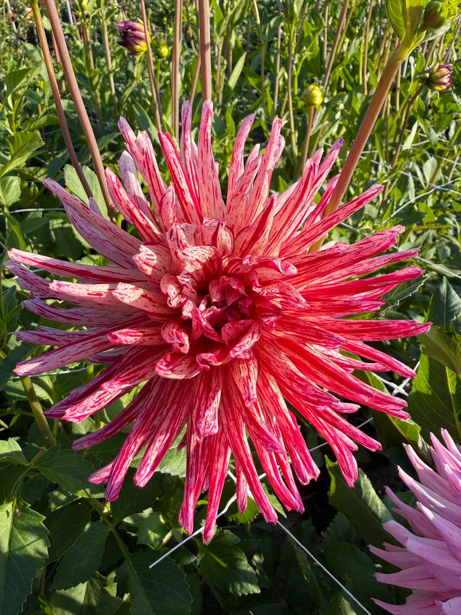 Dahlia Alain Mimoun