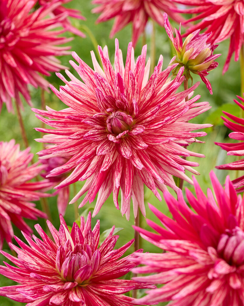 Dahlia Alain Mimoun