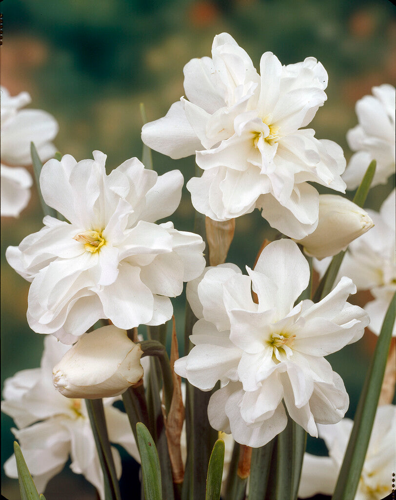 Narcissus Poeticus Albus Plenus Odoratus