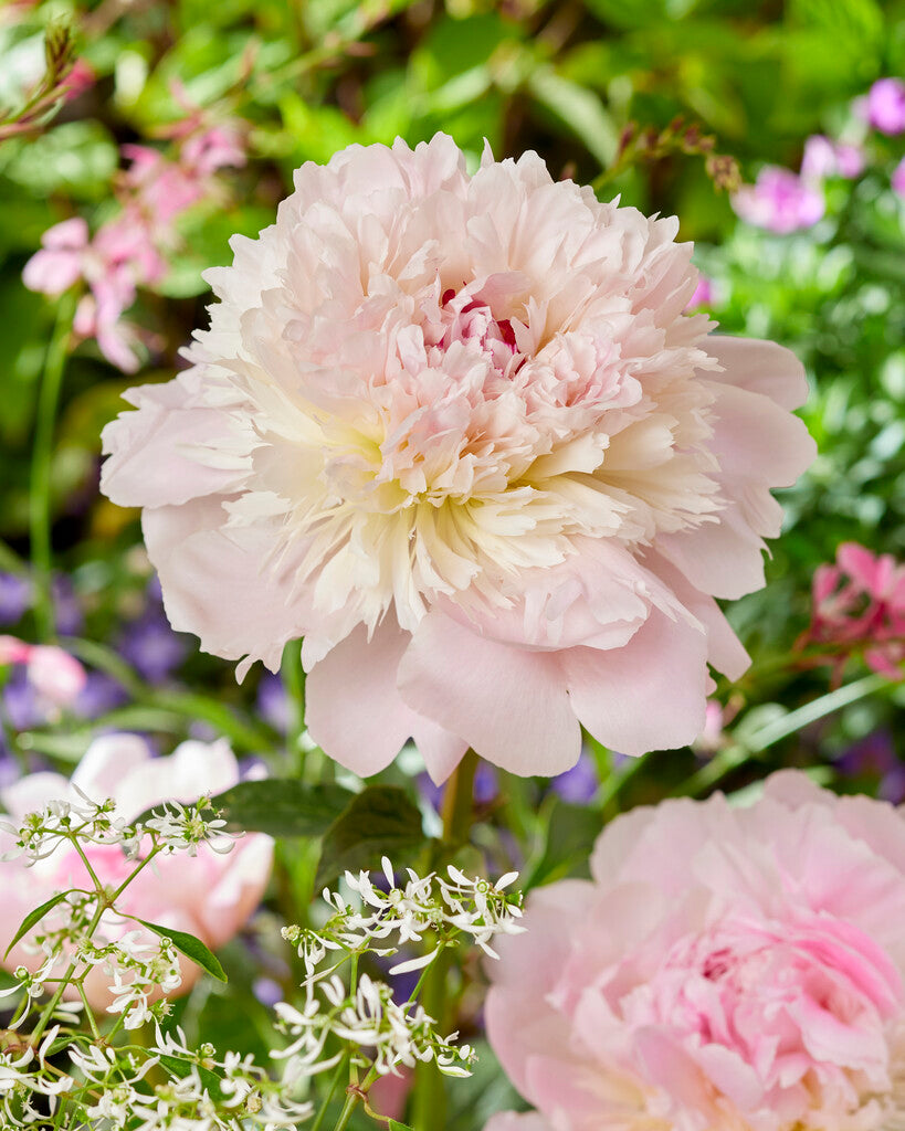 Paeonia Alertie 3/5
