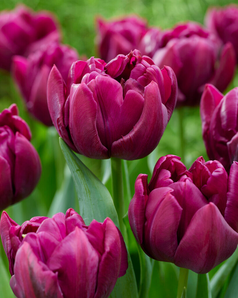 Tulipa Alison Bradley