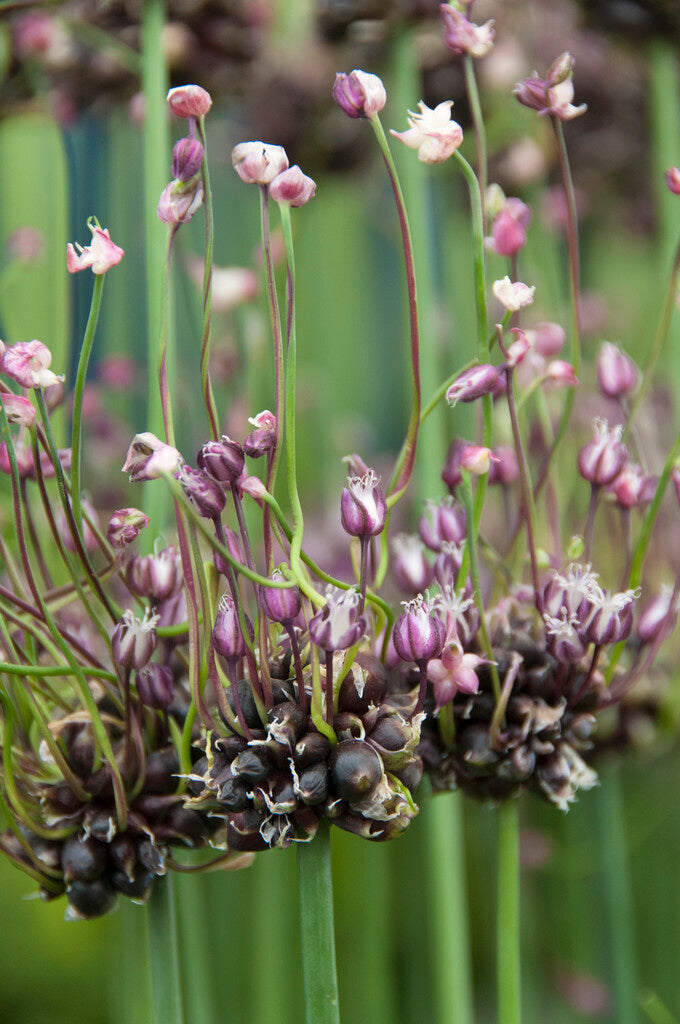 Allium Scorodoprasum Art