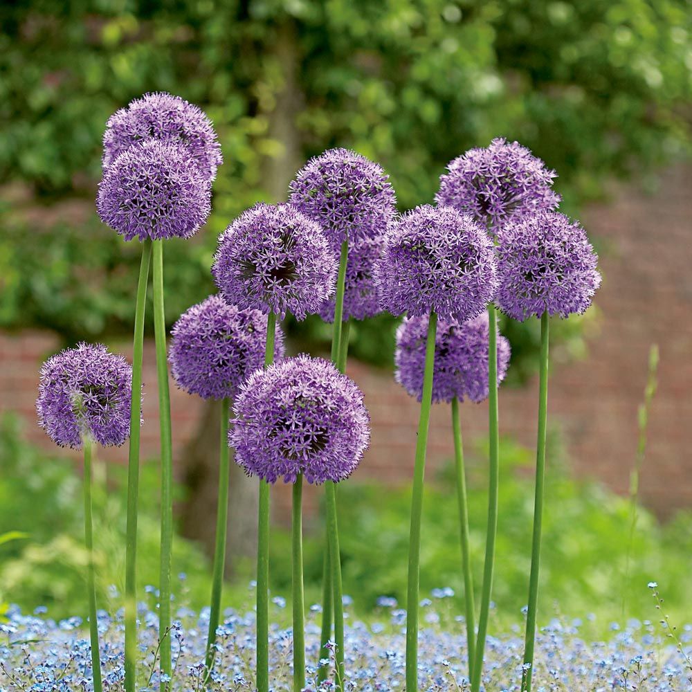 allium gladiator