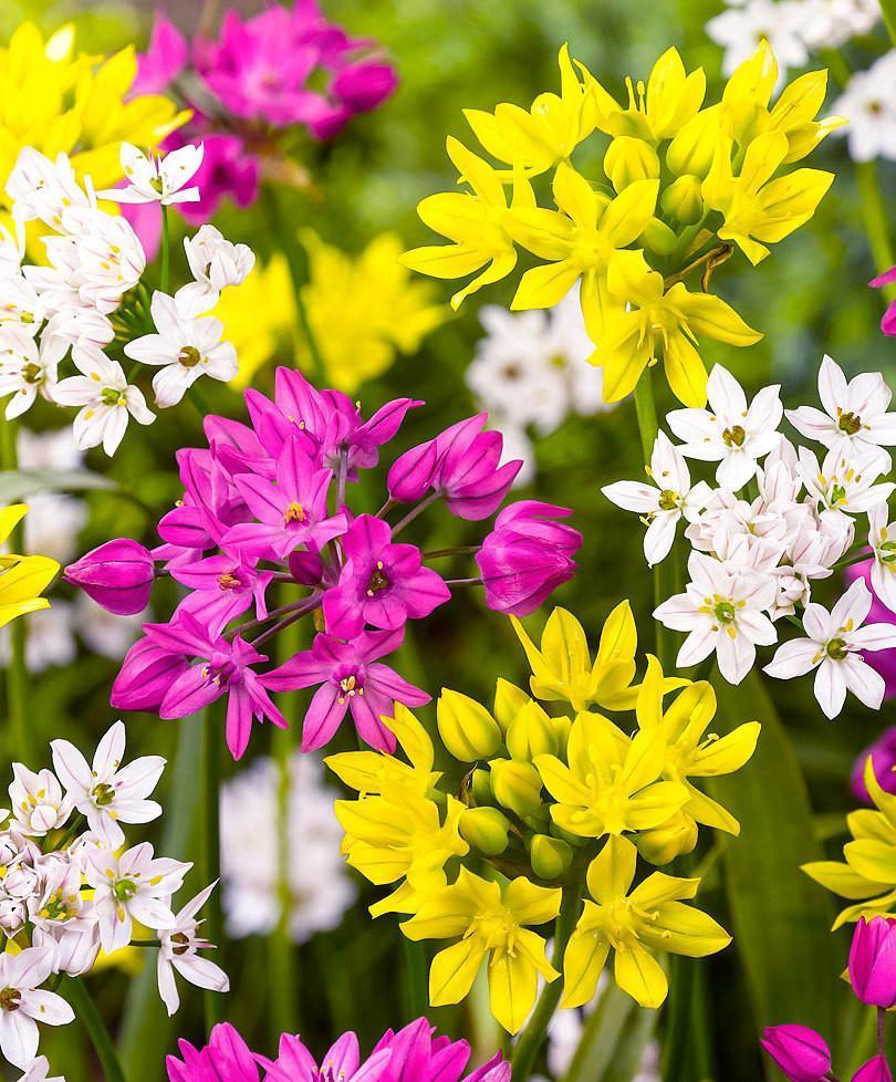 Allium Gemengd 5/+