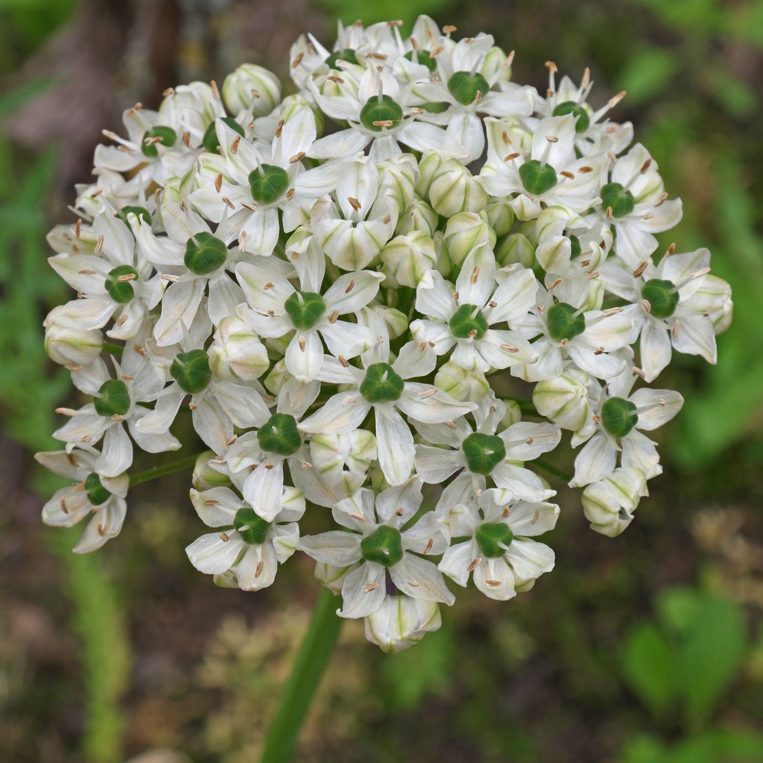 Allium Nigrum