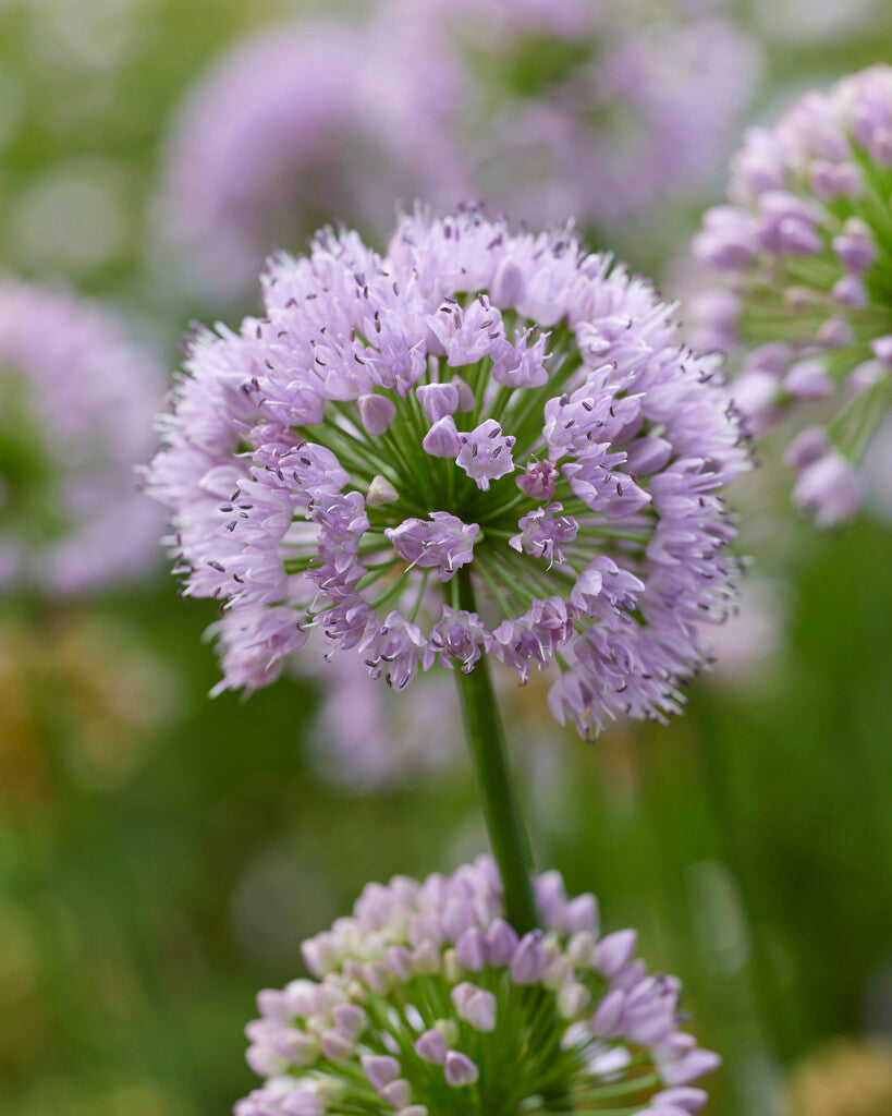 Allium sen. Montanum