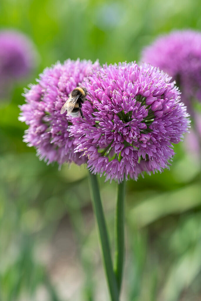 Allium Serendipity