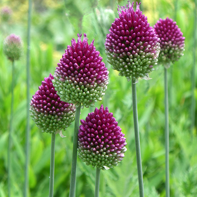 allium sphaerocephalon