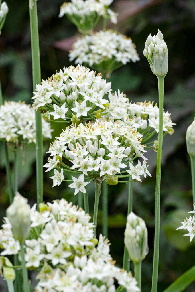 Allium Tuberosum