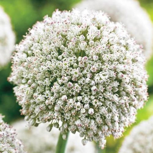 allium white cloud